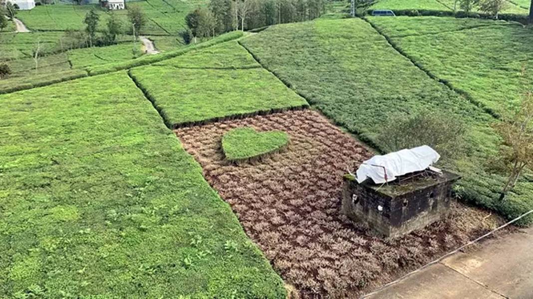 Bahçeyi öyle bir budadı ki eşi gözyaşlarını tutamadı! Sosyal medyada espri bombardımanı yapıldı 6